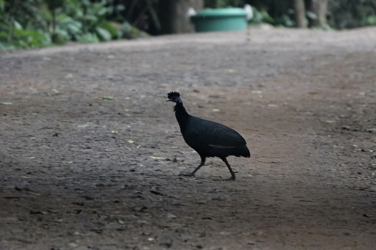 Western Crested Guineafowl - ML639703546