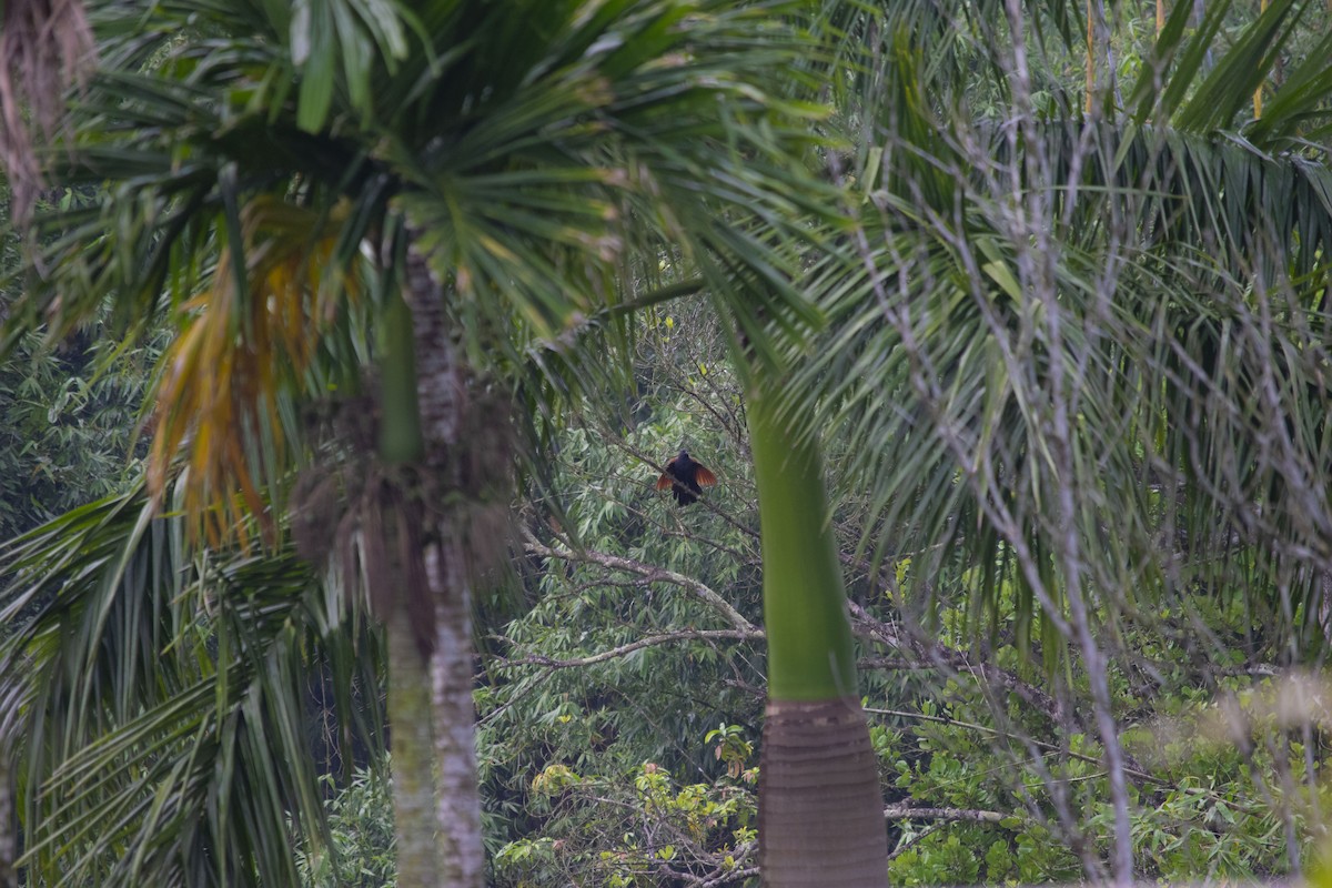 Greater Coucal - ML639703547