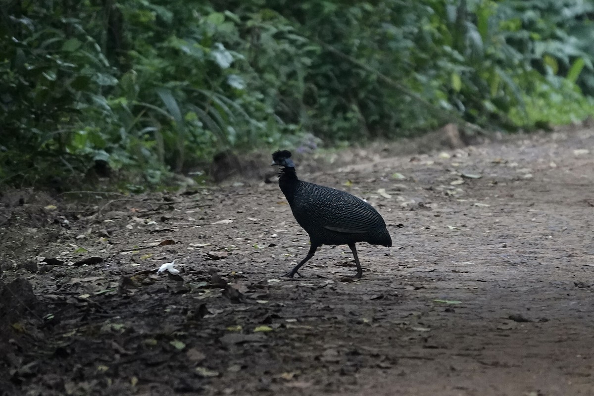 Western Crested Guineafowl - ML639703548