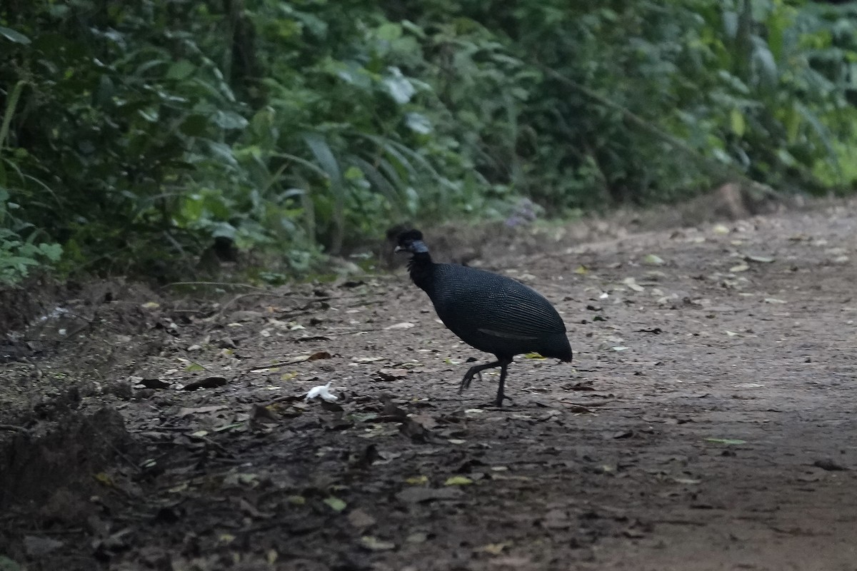 Western Crested Guineafowl - ML639703549