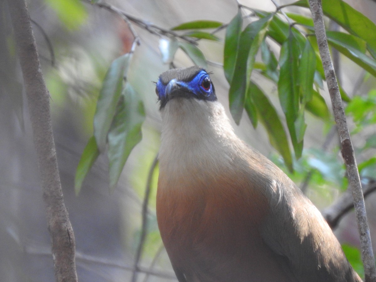 Cúa de Coquerel - ML639703561