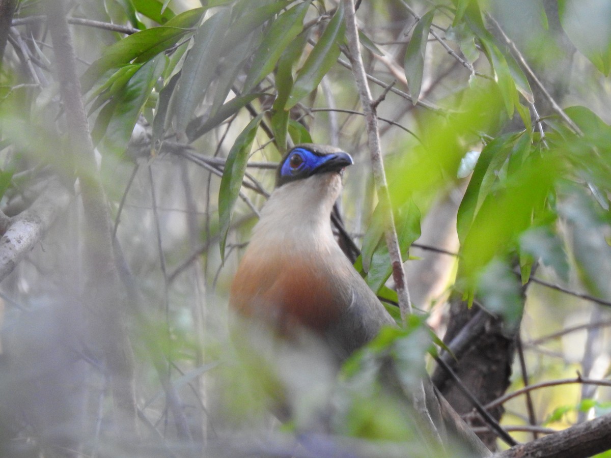 Cúa de Coquerel - ML639703562