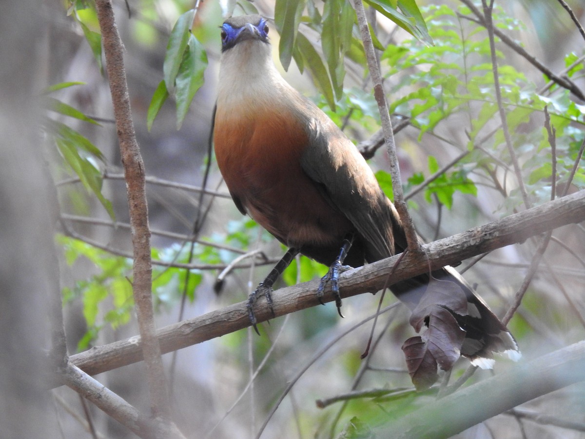 Cúa de Coquerel - ML639703565