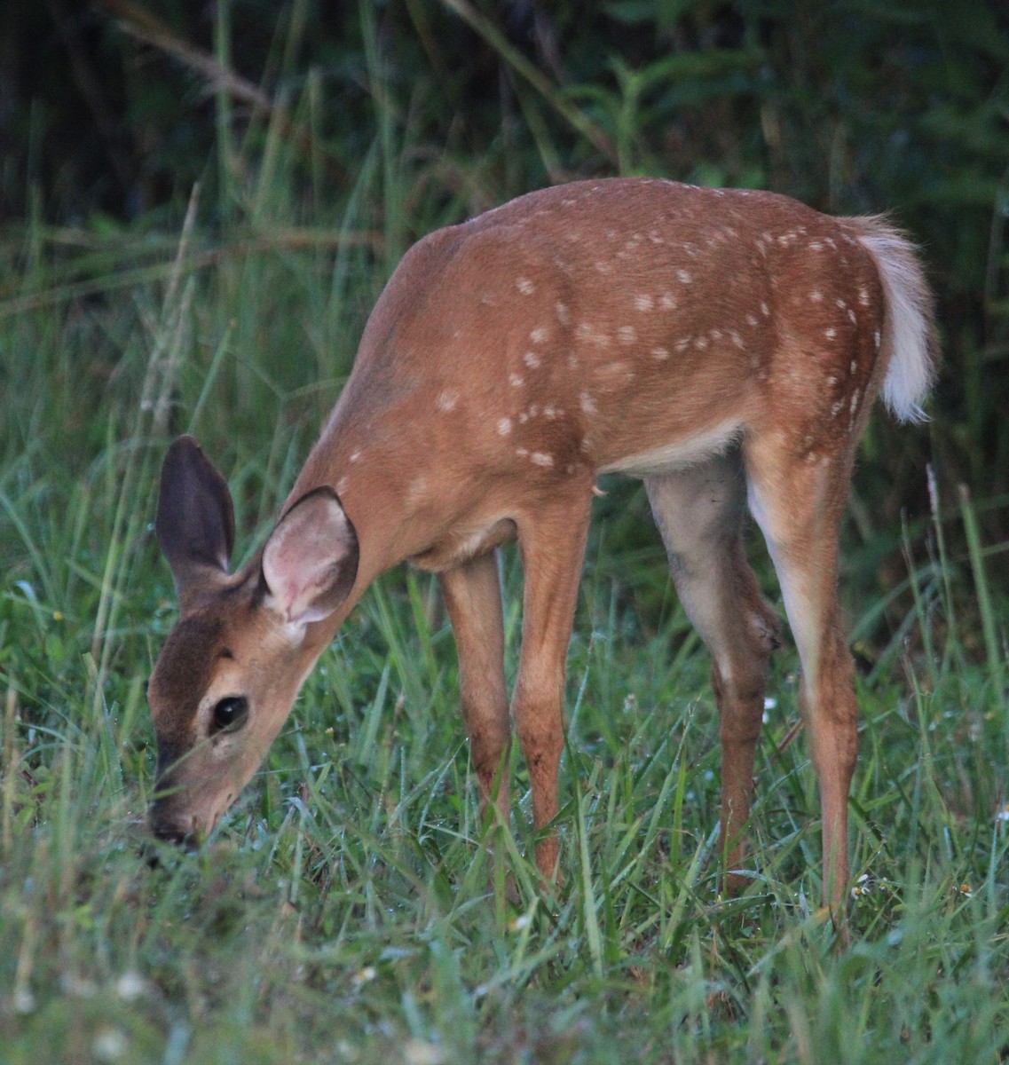 Animales - ML639703572