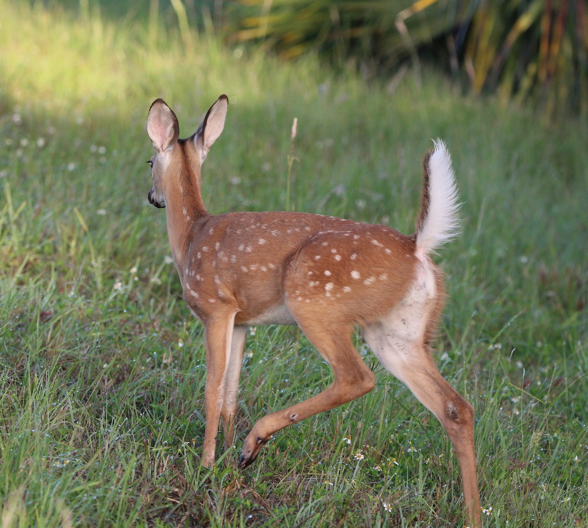 Animales - ML639703574
