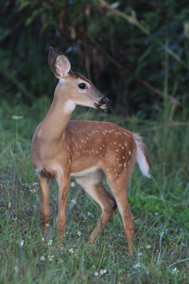 Animales - ML639703575