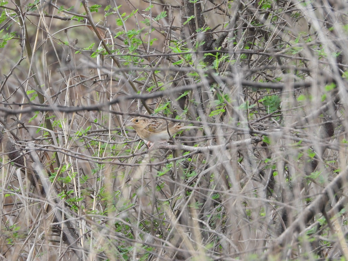 Grasshopper Sparrow - ML639703603