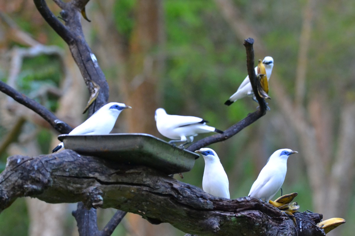Bali Myna - ML639703611