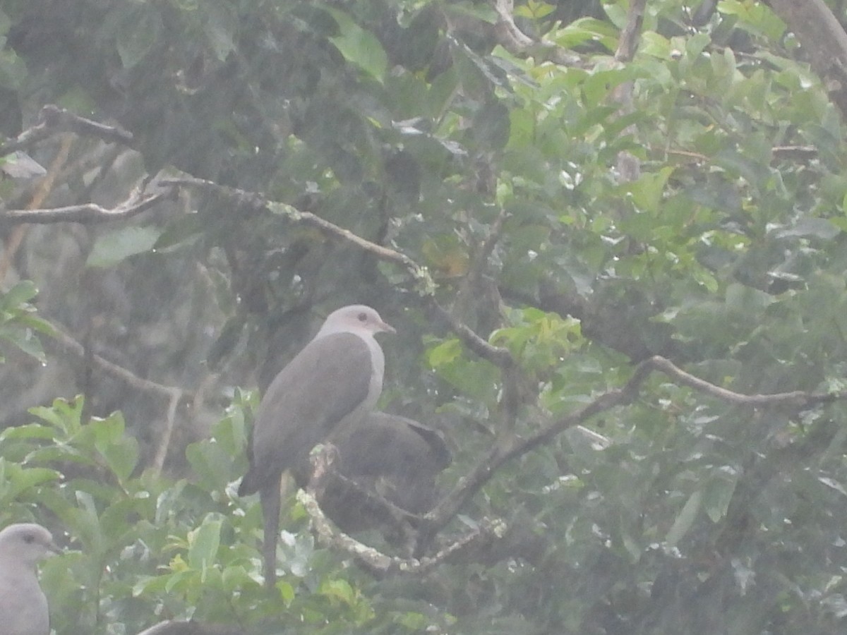 Malabar Imperial-Pigeon - ML639703617