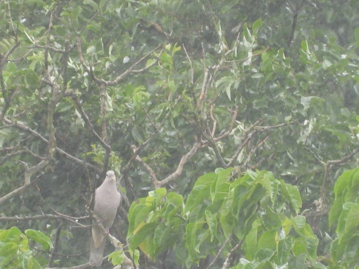 Malabar Imperial-Pigeon - ML639703618
