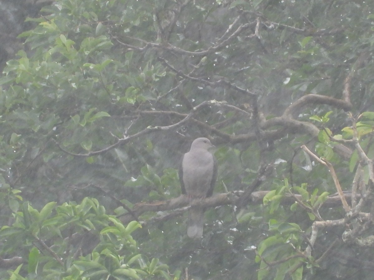 Malabar Imperial-Pigeon - ML639703619