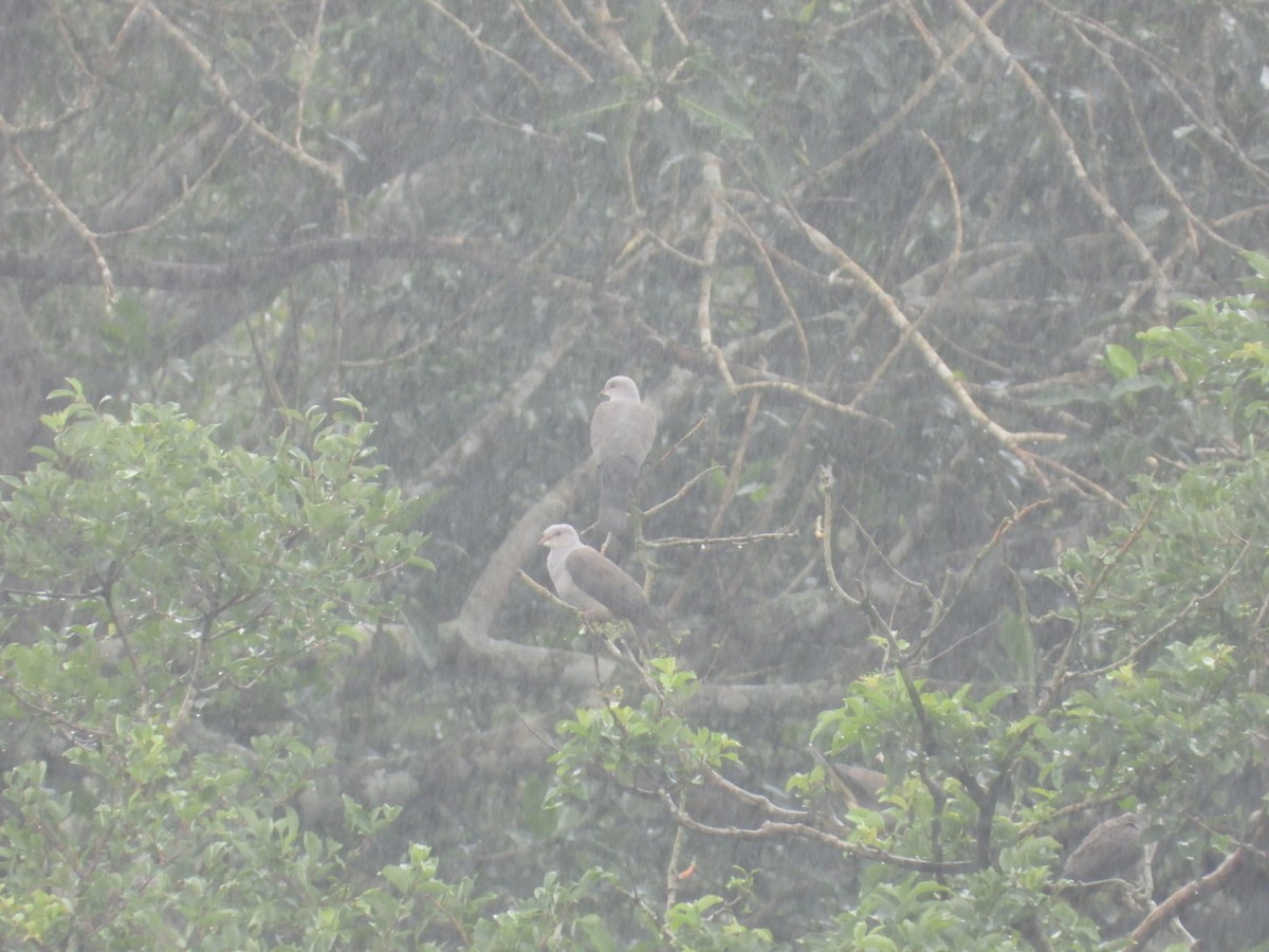 Malabar Imperial-Pigeon - ML639703620