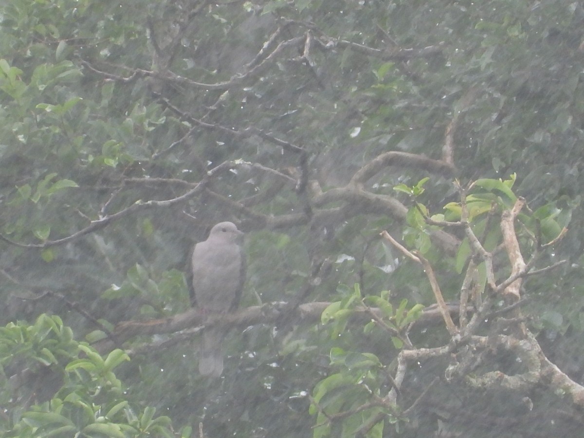 Malabar Imperial-Pigeon - ML639703621