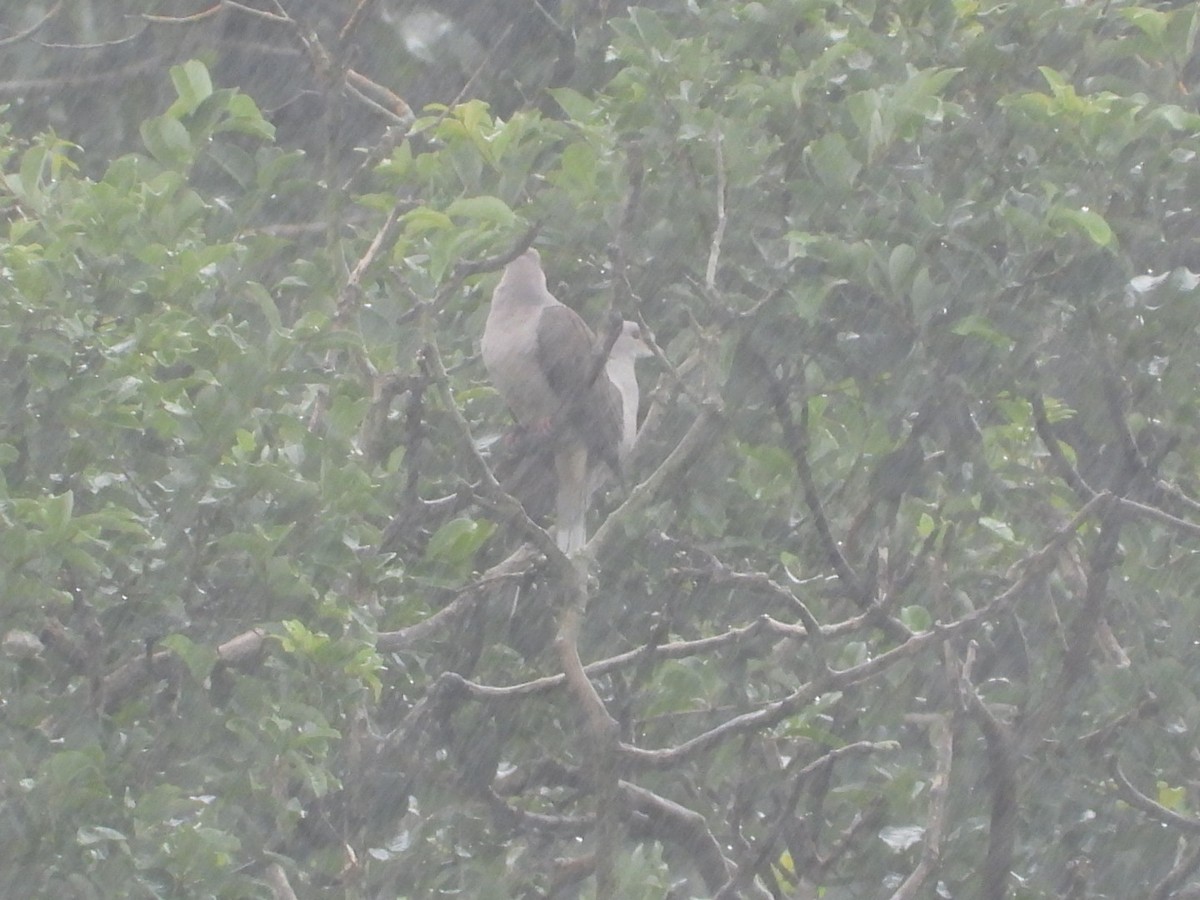 Malabar Imperial-Pigeon - ML639703622