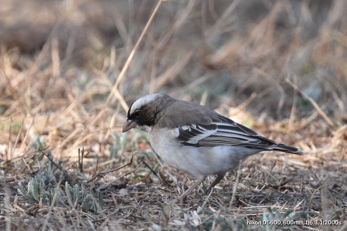 White-browed Sparrow-Weaver - ML639703625