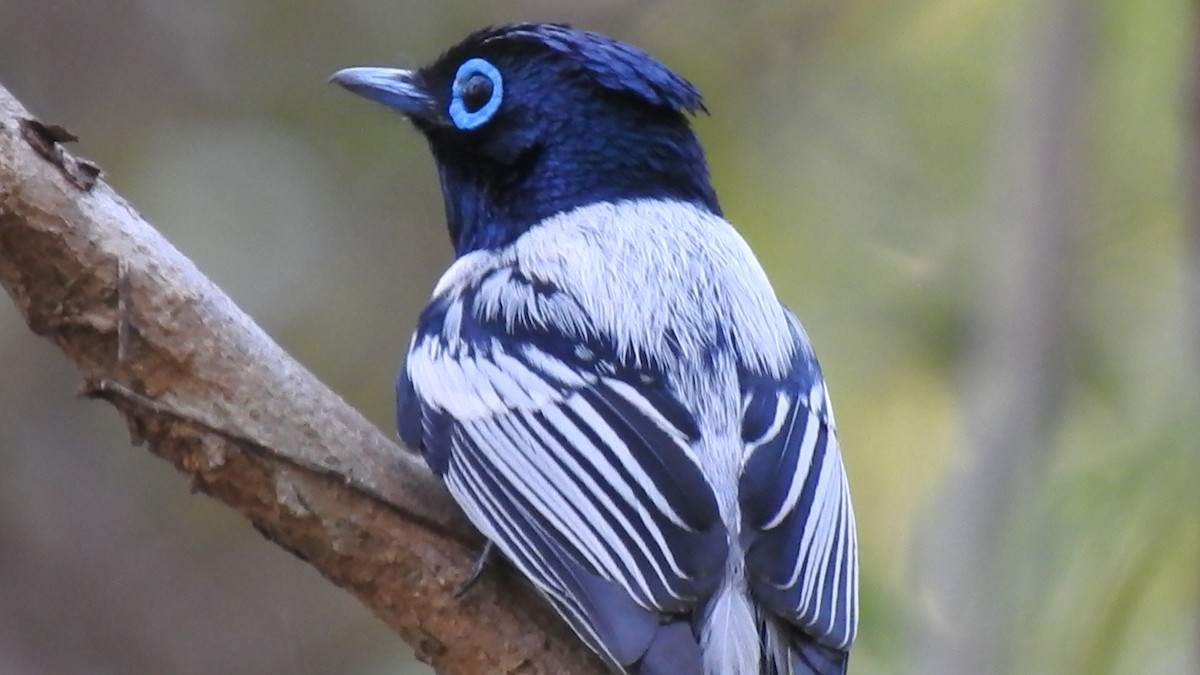 Malagasy Paradise-Flycatcher - ML639703626