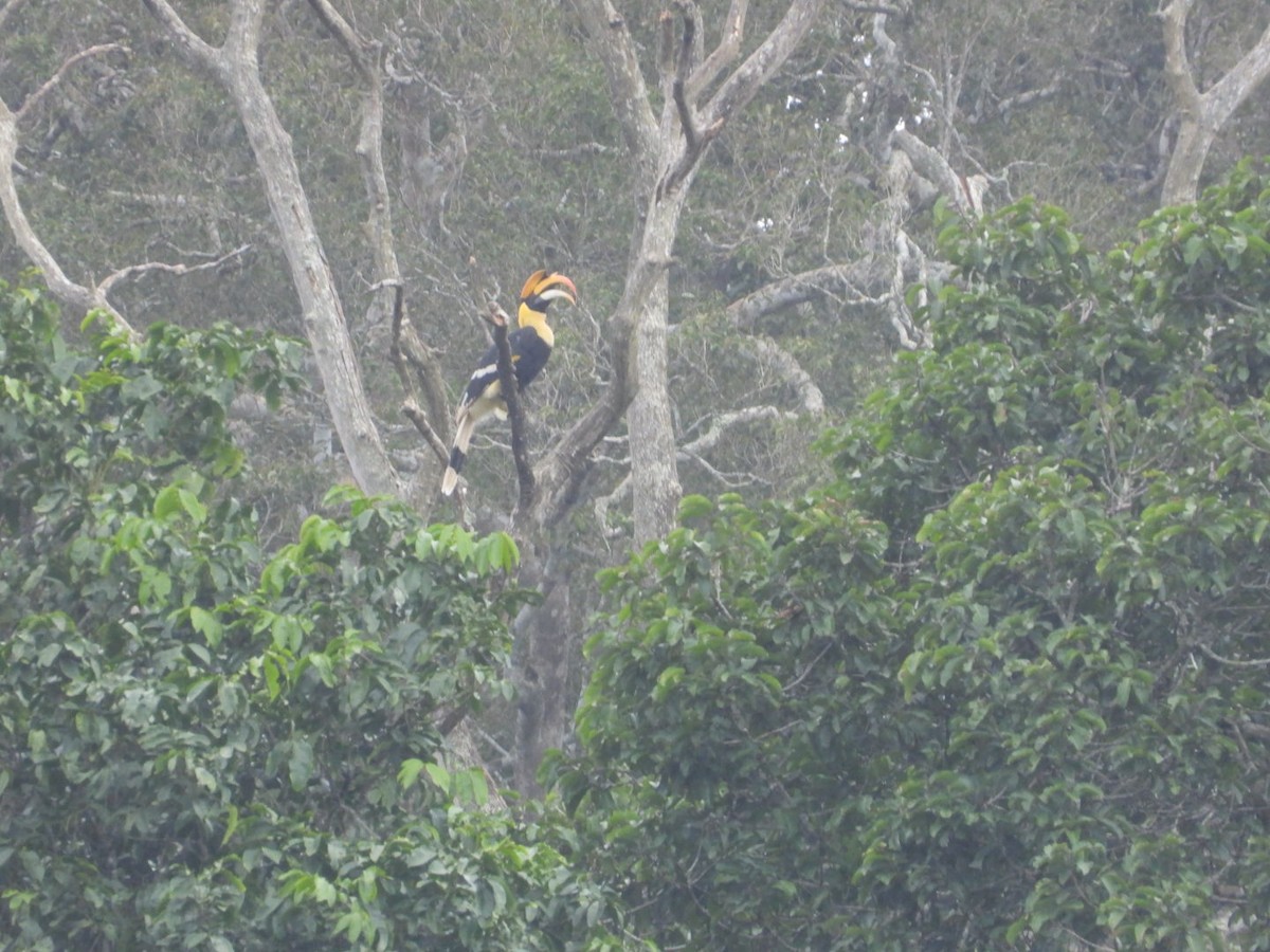Great Hornbill - ML639703633