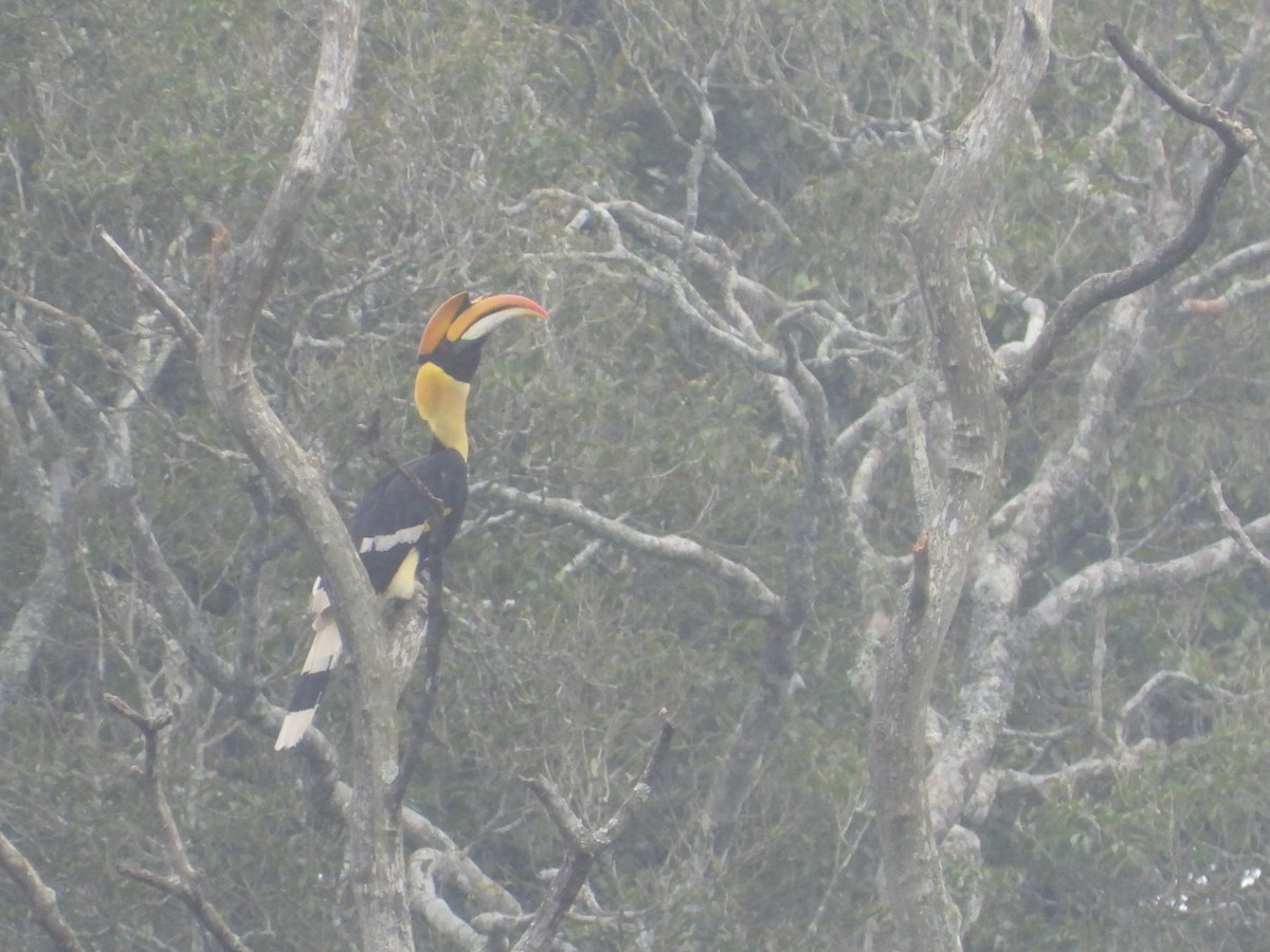 Great Hornbill - ML639703634