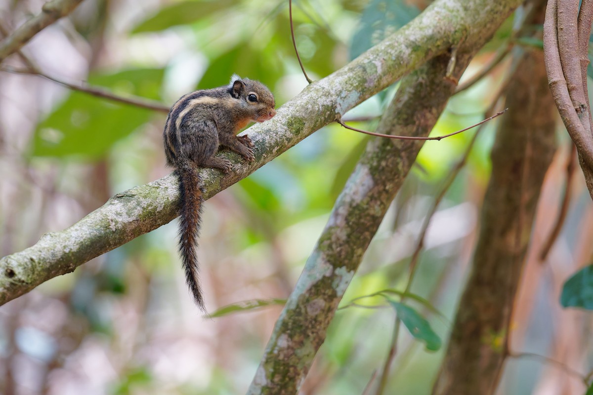 Himalayan Striped Squirrel - ML639703638