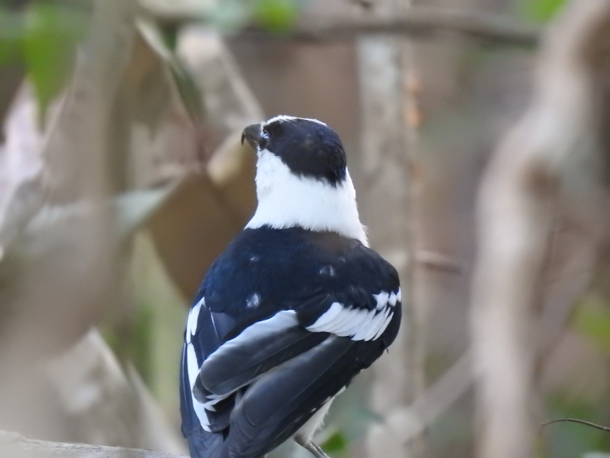 Van Dam's Vanga - ML639703640