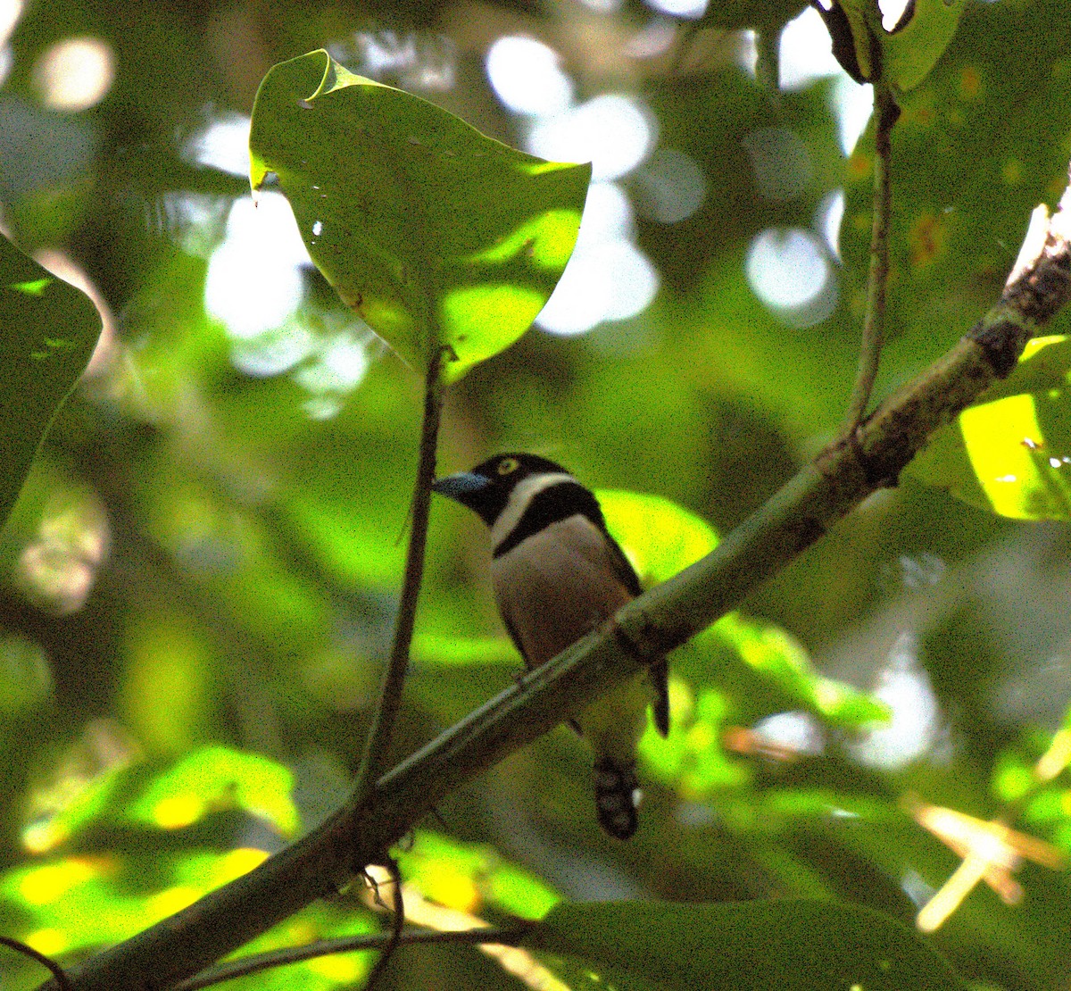 Black-and-yellow Broadbill - ML639703646