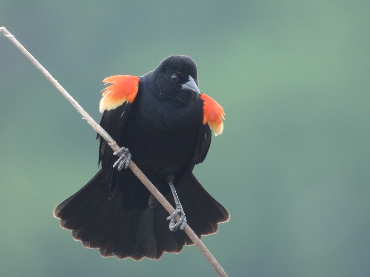 Red-winged Blackbird (Red-winged) - ML639703663