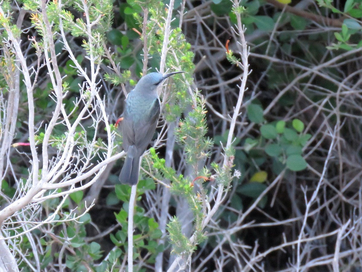 Mouse-colored Sunbird - ML639703733
