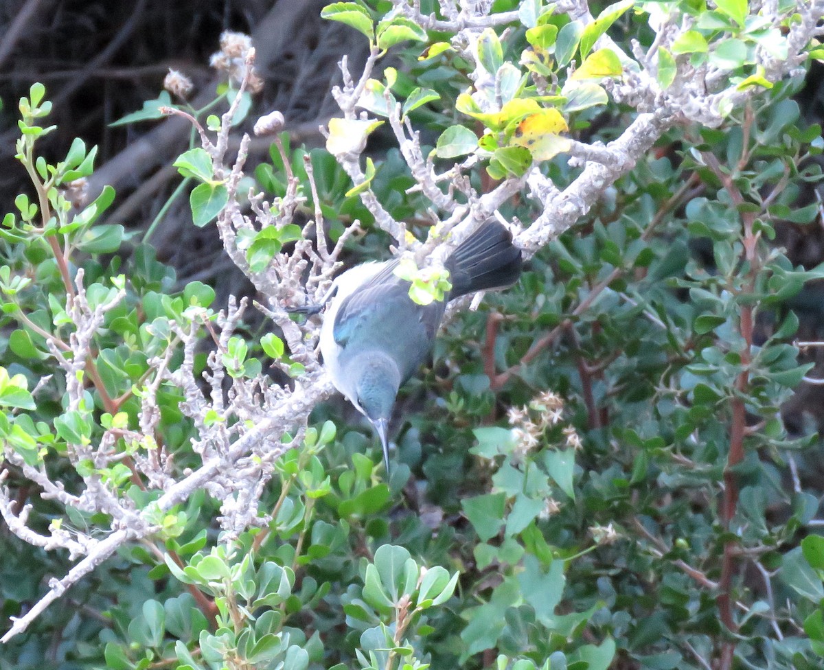 Mouse-colored Sunbird - ML639703735