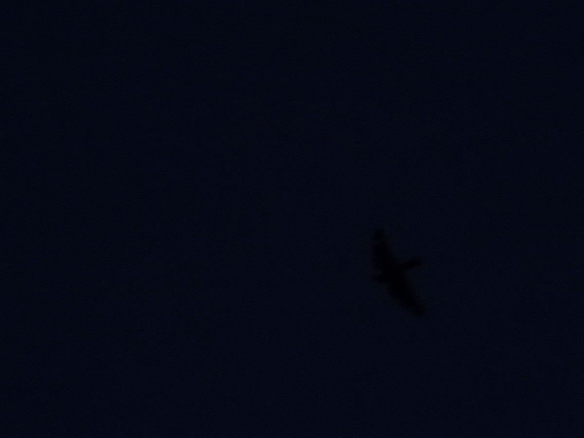 Lesser Nighthawk - ML639703749