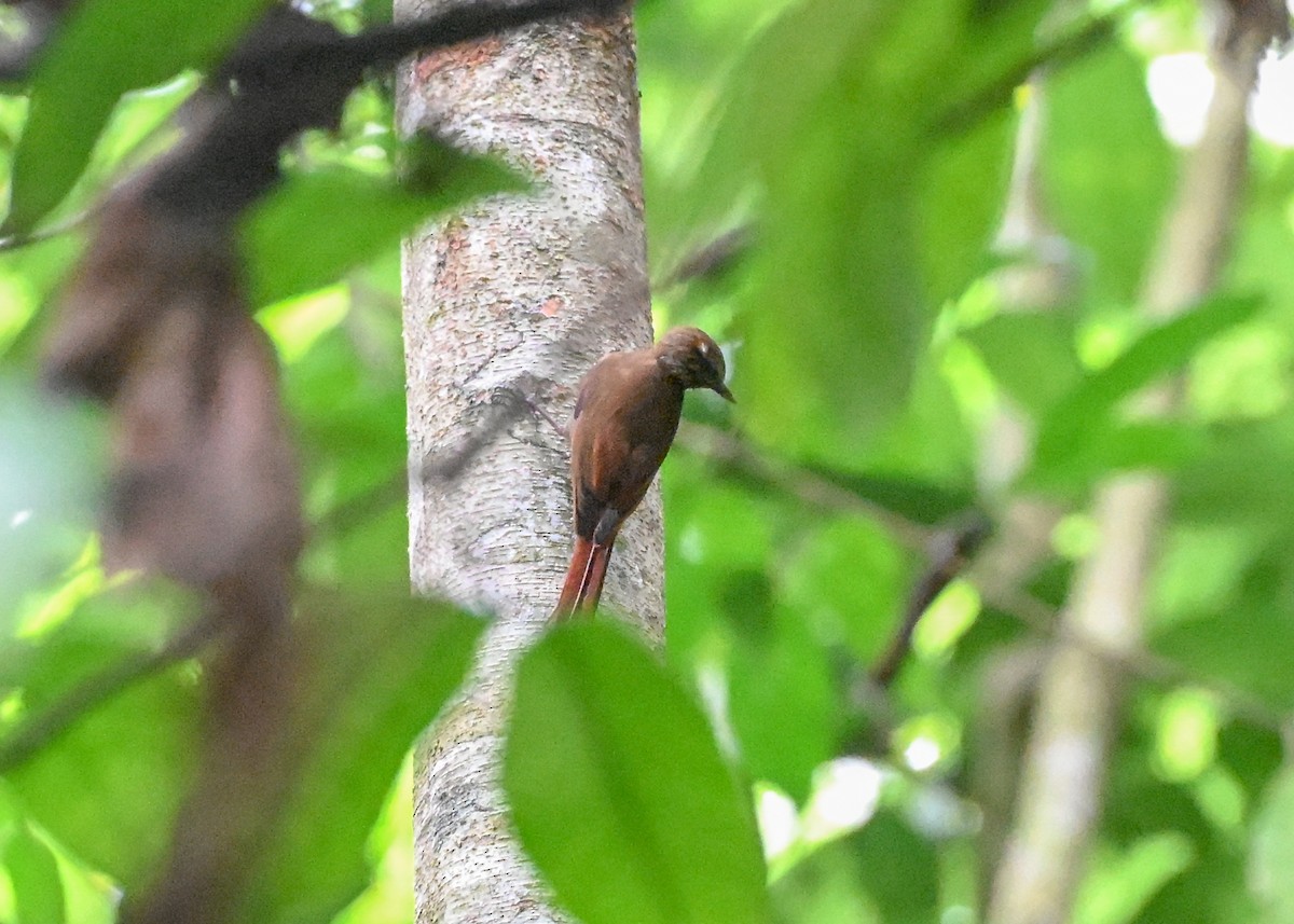 Wedge-billed Woodcreeper - ML639703754