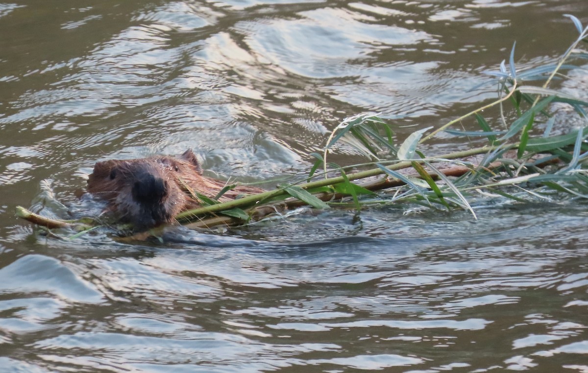American Beaver - ML639703756