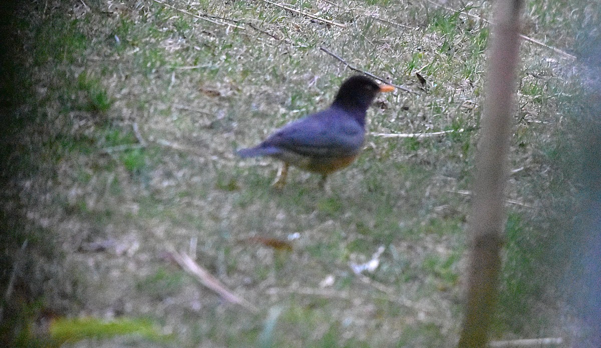 Black-breasted Thrush - ML639703765