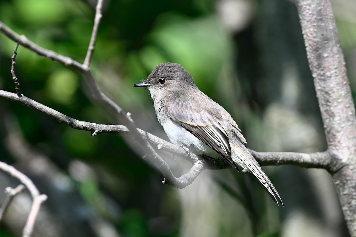 tyranovec domácí - ML639703766