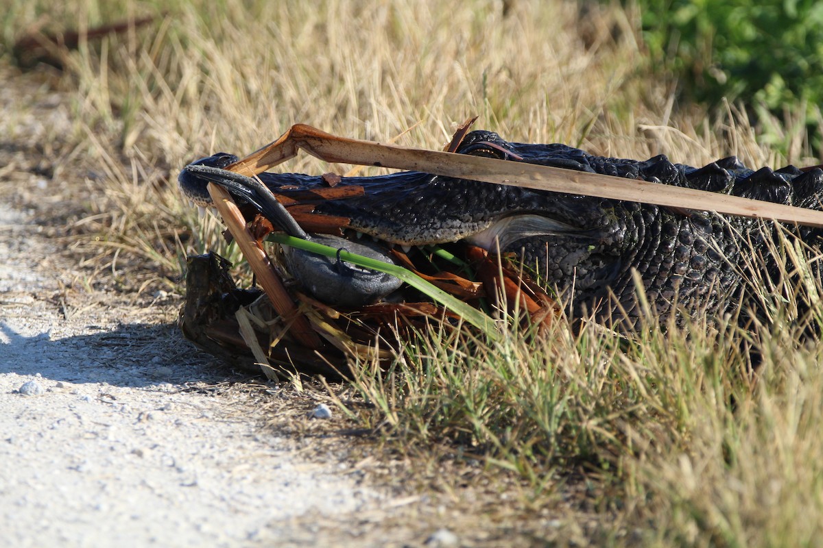 American Alligator - ML639703775