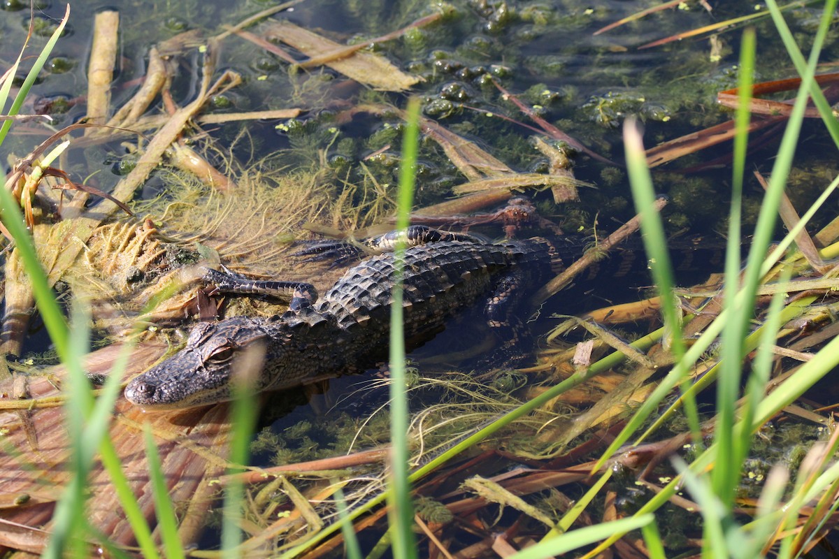 American Alligator - ML639703776