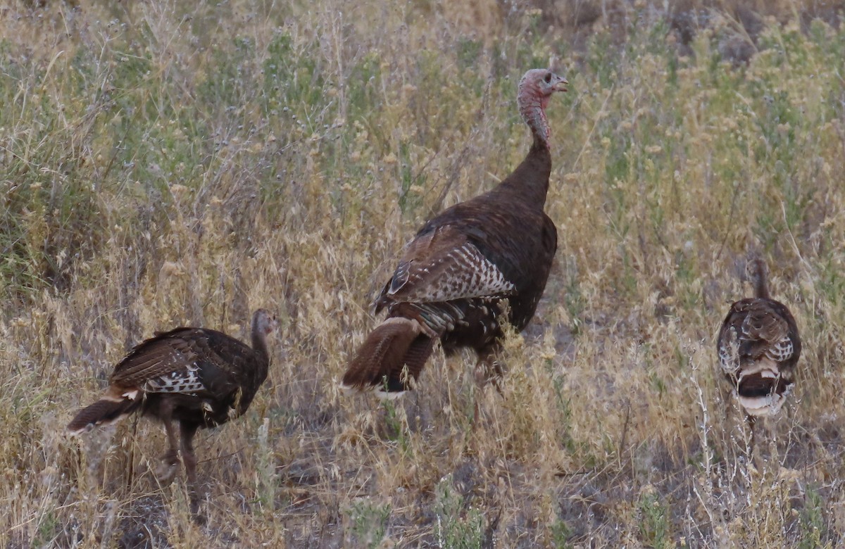 Guajolote Gallipavo - ML639703785