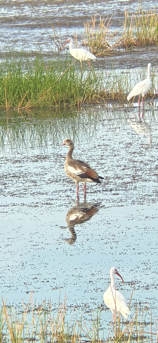 Egyptian Goose - ML639703823