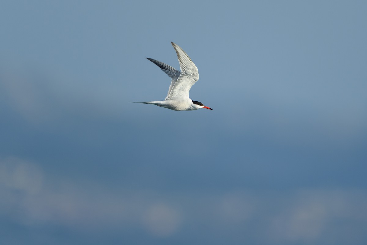 Common Tern (hirundo/tibetana) - ML639703854