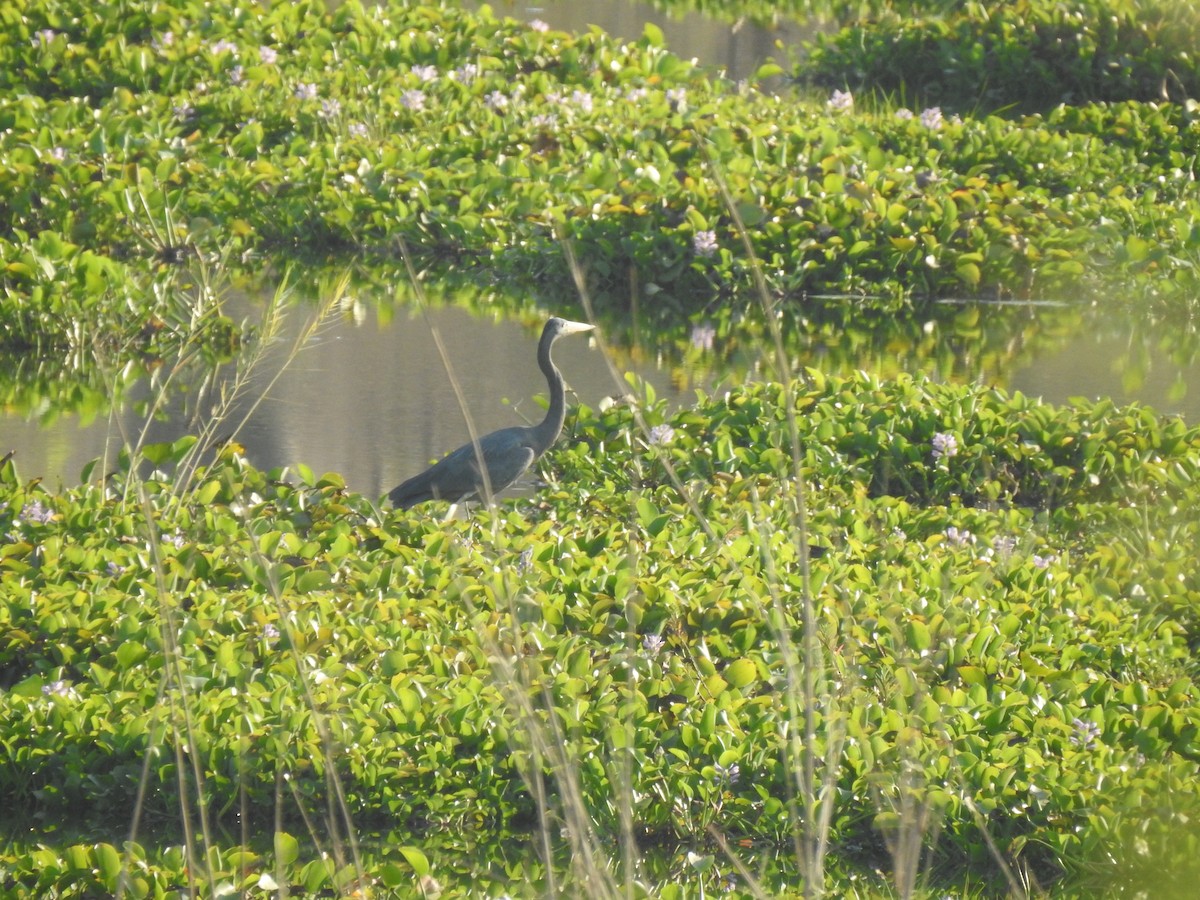 Humblot's Heron - ML639703859