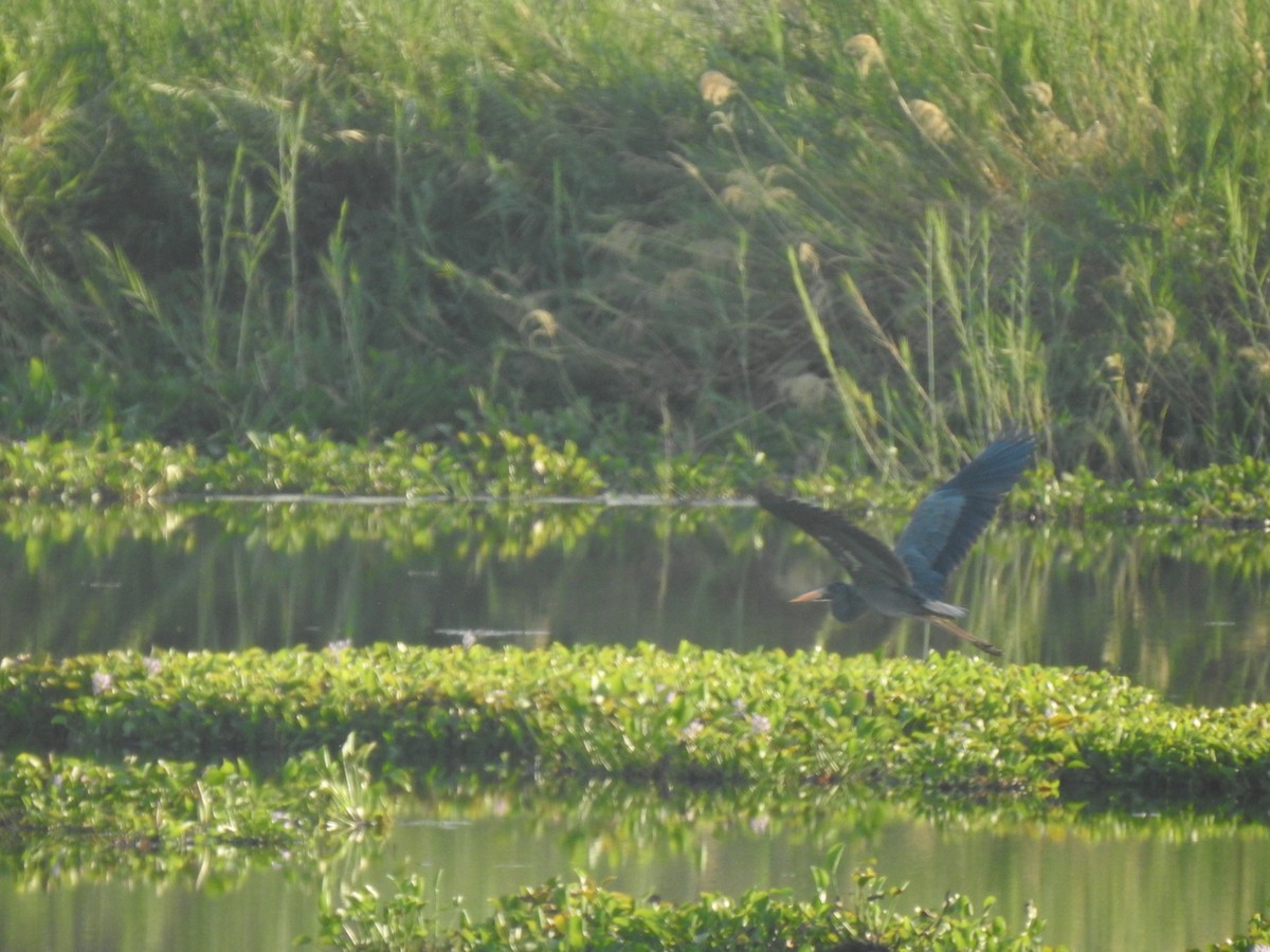 Humblot's Heron - ML639703891