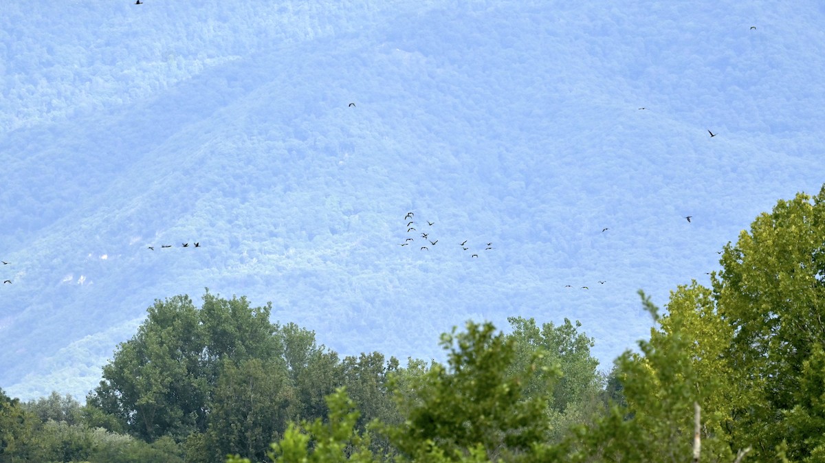 Great Cormorant - ML639703910