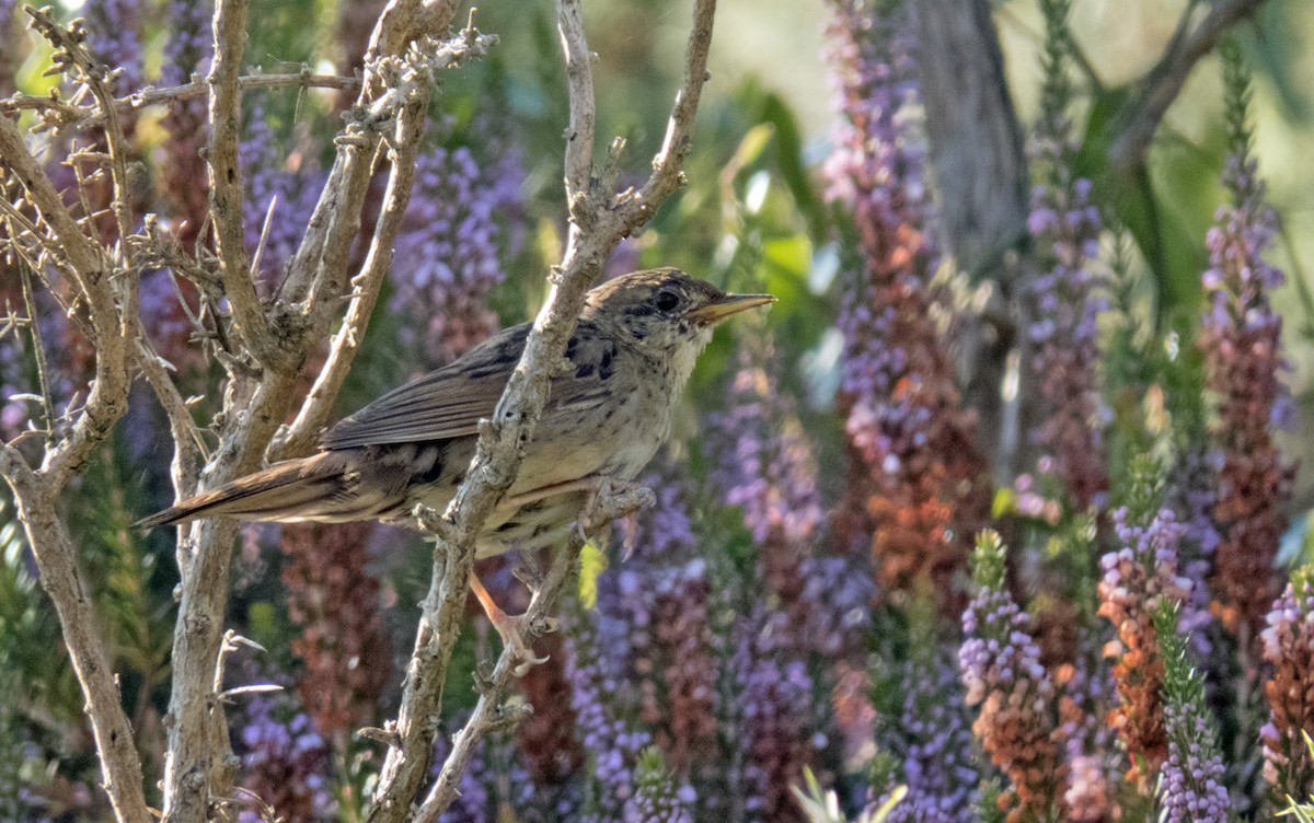 Common Grasshopper Warbler - ML639703997