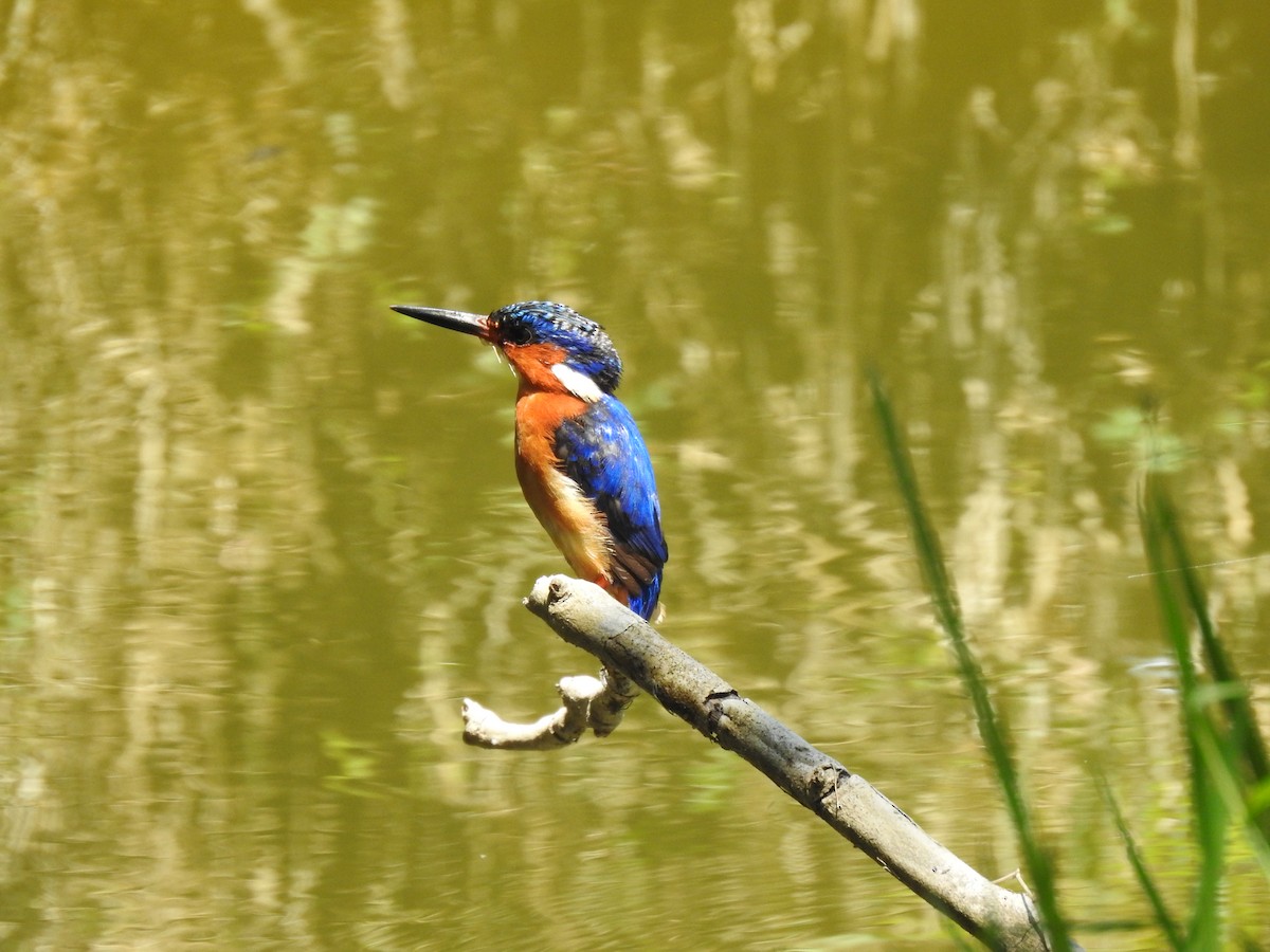 Malagasy Kingfisher - ML639704028