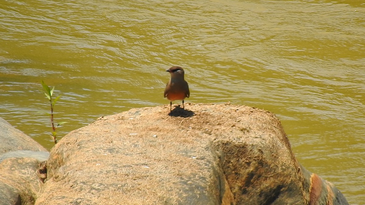 Madagascar Pratincole - ML639704046