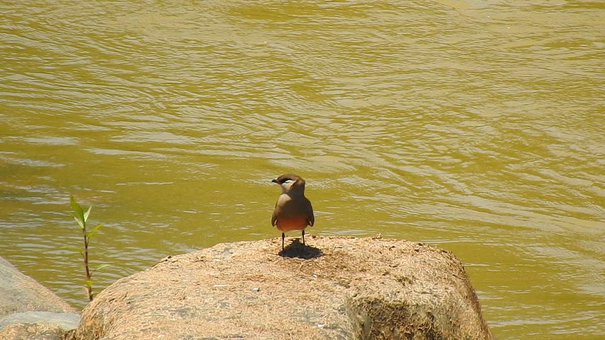 Madagascar Pratincole - ML639704047