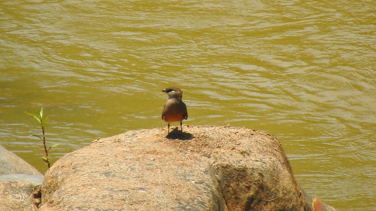 Madagascar Pratincole - ML639704048