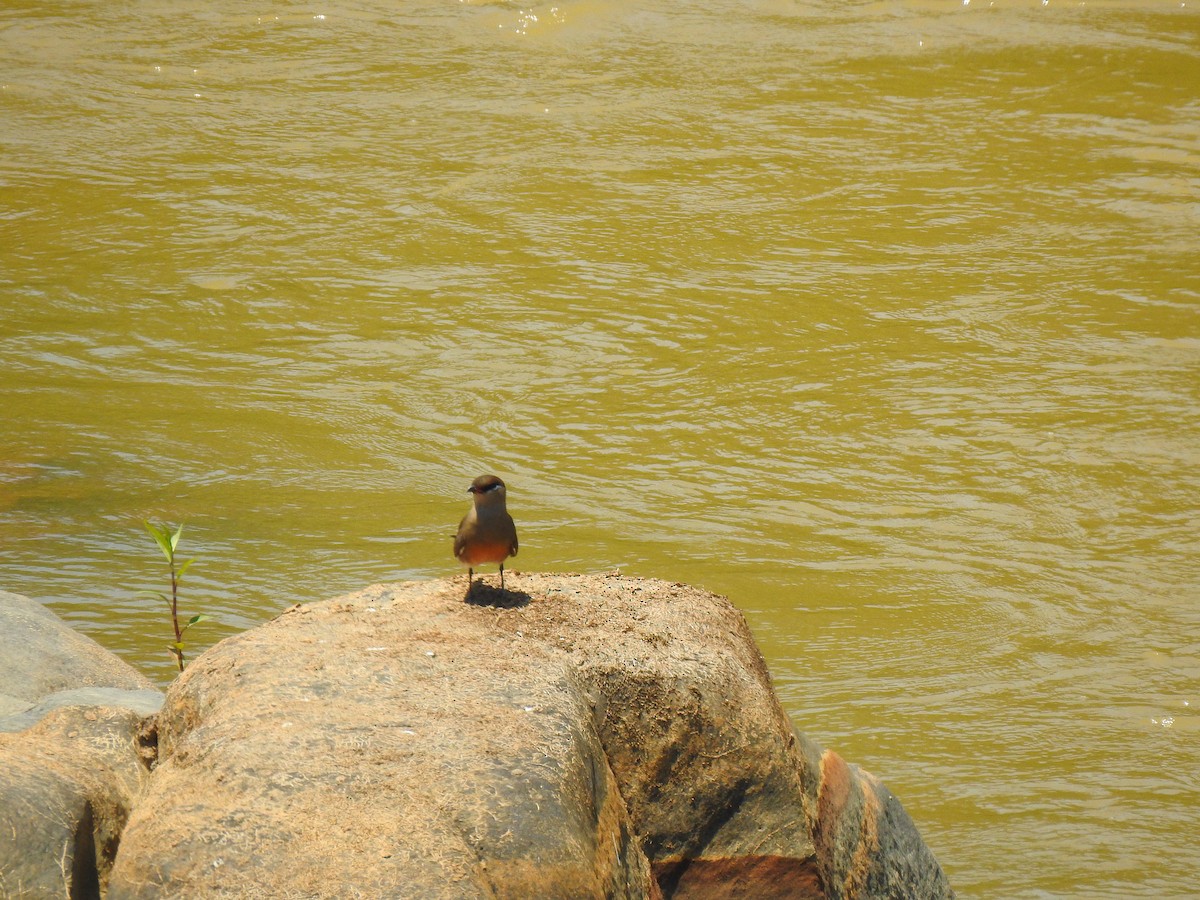 Madagascar Pratincole - ML639704050