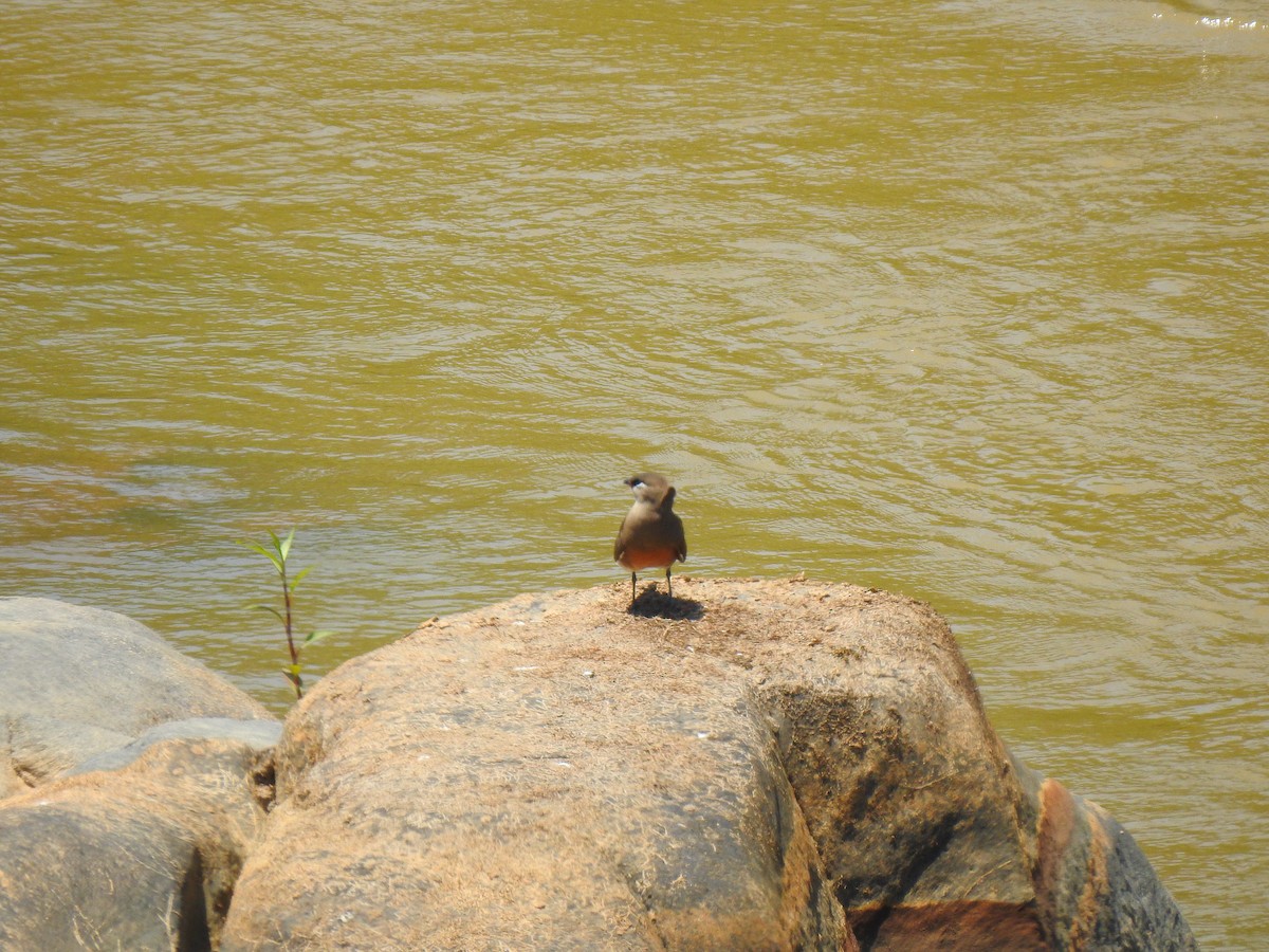 Madagascar Pratincole - ML639704051
