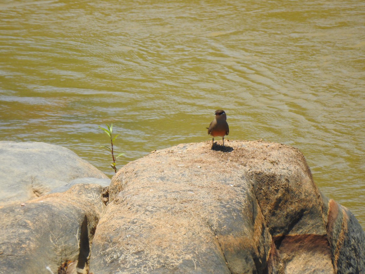 Madagascar Pratincole - ML639704052