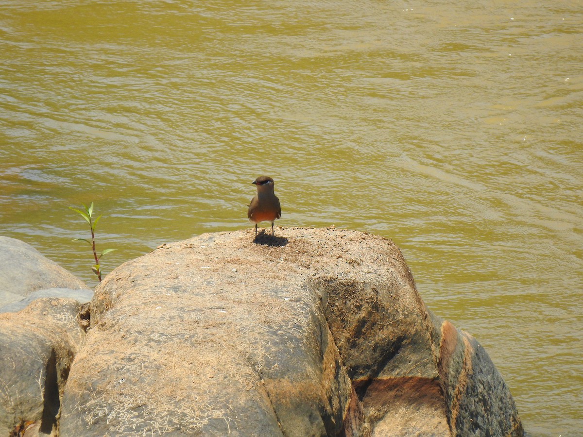 Madagascar Pratincole - ML639704053